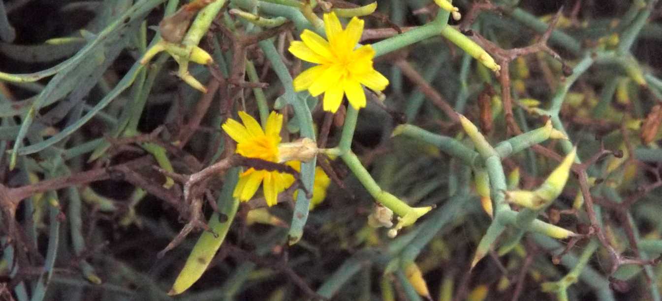 Da La Gomera (Canarie): Launaea arborescens (Asteraceae)