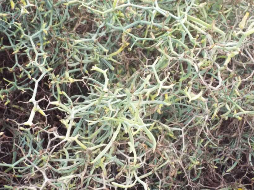 Da La Gomera (Canarie): Launaea arborescens (Asteraceae)