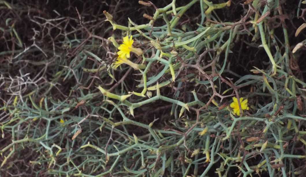 Da La Gomera (Canarie): Launaea arborescens (Asteraceae)