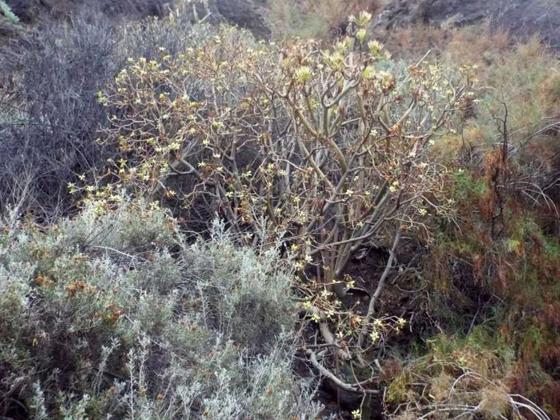 Da La Gomera(Canarie): Kleinia neriifolia (Asteraceae)  e Euphorbia cfr. regis-jubae