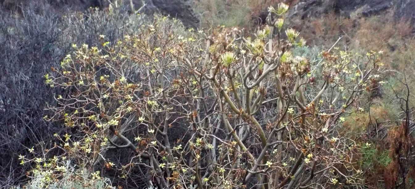 Da La Gomera(Canarie): Kleinia neriifolia (Asteraceae)  e Euphorbia cfr. regis-jubae