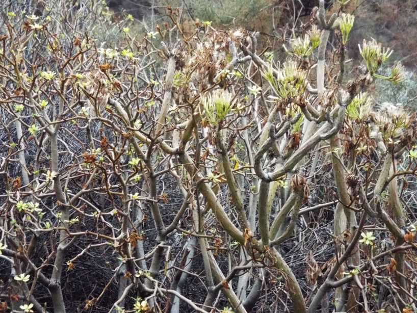 Da La Gomera(Canarie): Kleinia neriifolia (Asteraceae)  e Euphorbia cfr. regis-jubae