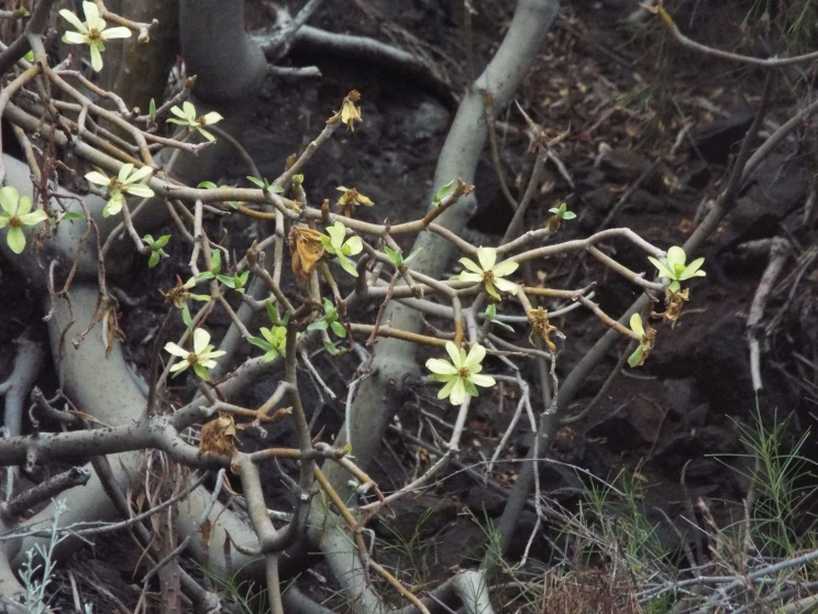 Da La Gomera(Canarie): Kleinia neriifolia (Asteraceae)  e Euphorbia cfr. regis-jubae