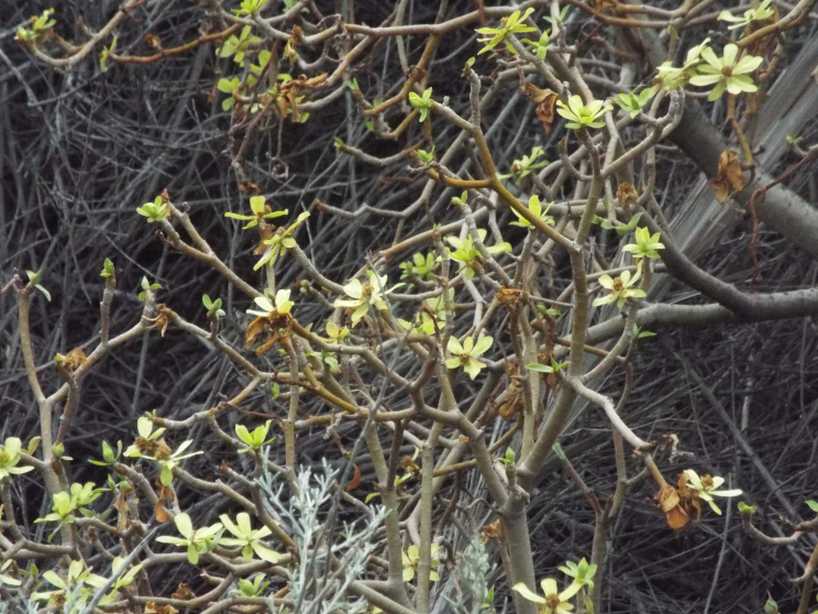 Da La Gomera(Canarie): Kleinia neriifolia (Asteraceae)  e Euphorbia cfr. regis-jubae