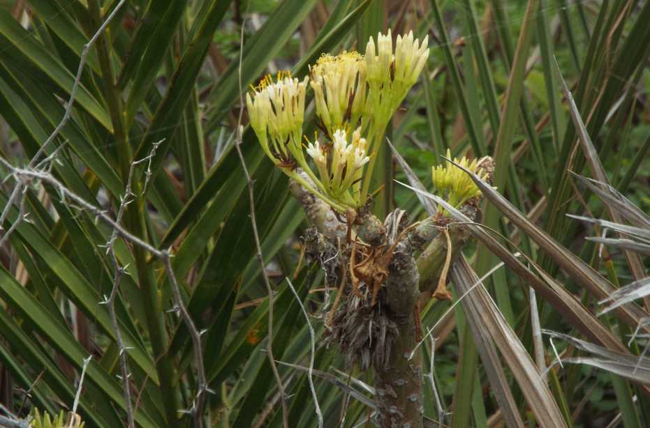 Da La Gomera(Canarie): Kleinia neriifolia (Asteraceae)  e Euphorbia cfr. regis-jubae