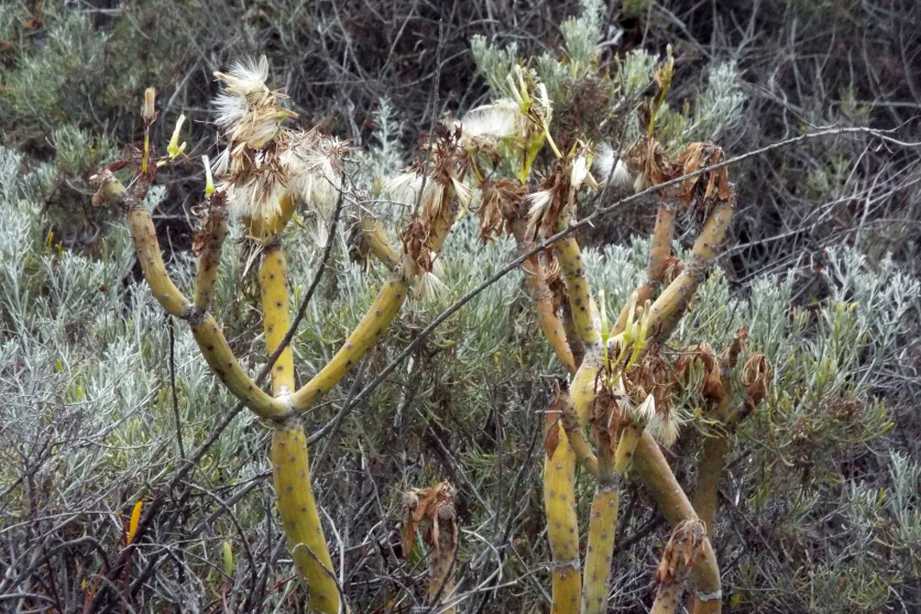 Da La Gomera(Canarie): Kleinia neriifolia (Asteraceae)  e Euphorbia cfr. regis-jubae