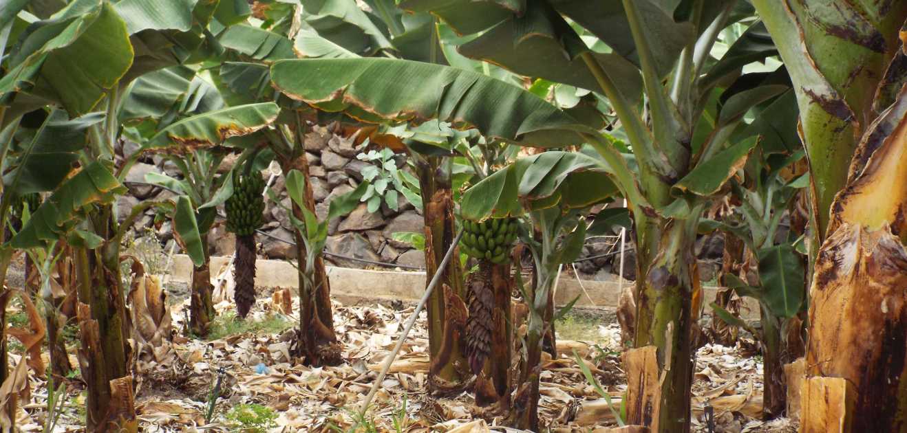 Da Tenerife e La Gomera (Canarie): Banani