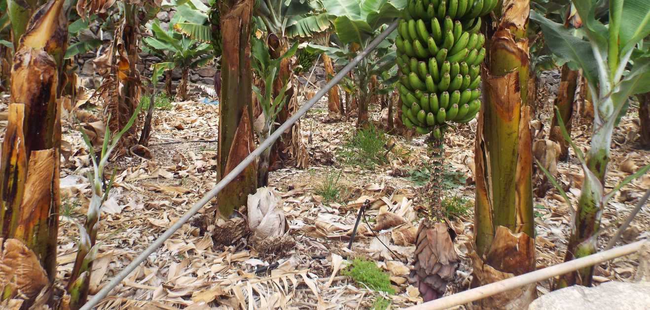 Da Tenerife e La Gomera (Canarie): Banani