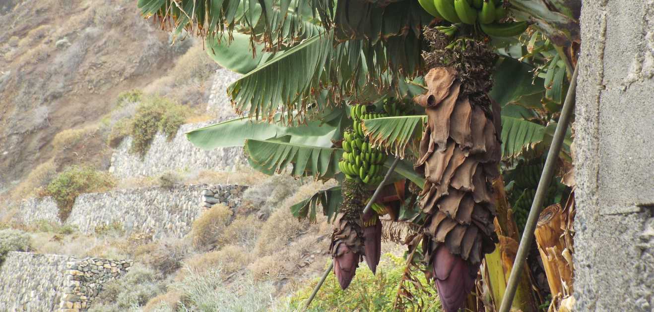 Da Tenerife e La Gomera (Canarie): Banani
