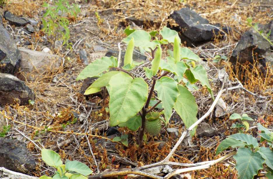 Da La Gomera (Canarie): Datura inoxia (Solanaceae)