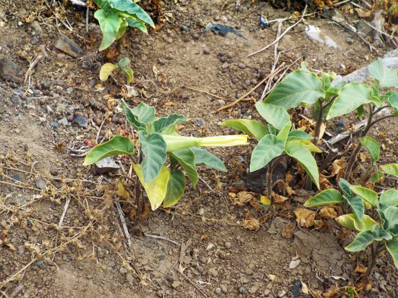 Da La Gomera (Canarie): Datura inoxia (Solanaceae)