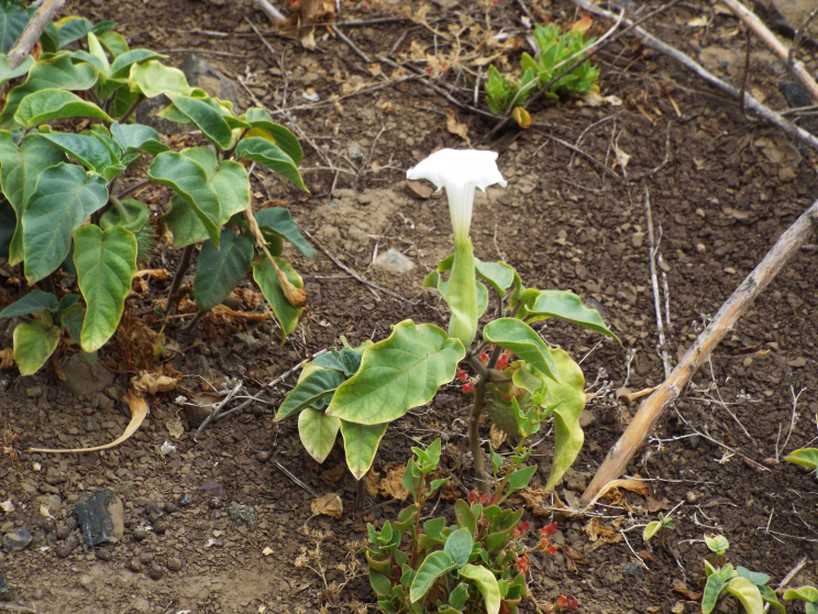 Da La Gomera (Canarie): Datura inoxia (Solanaceae)