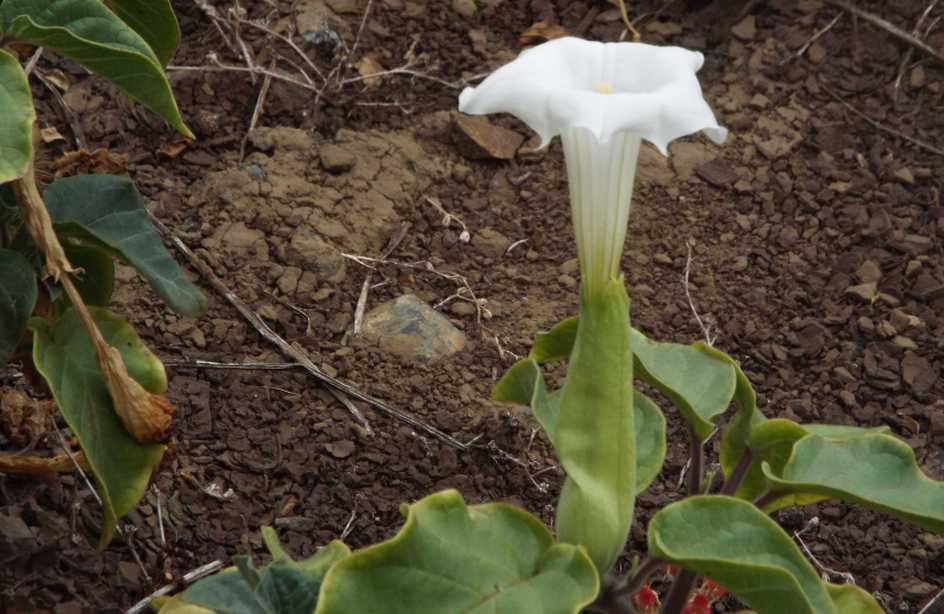 Da La Gomera (Canarie): Datura inoxia (Solanaceae)