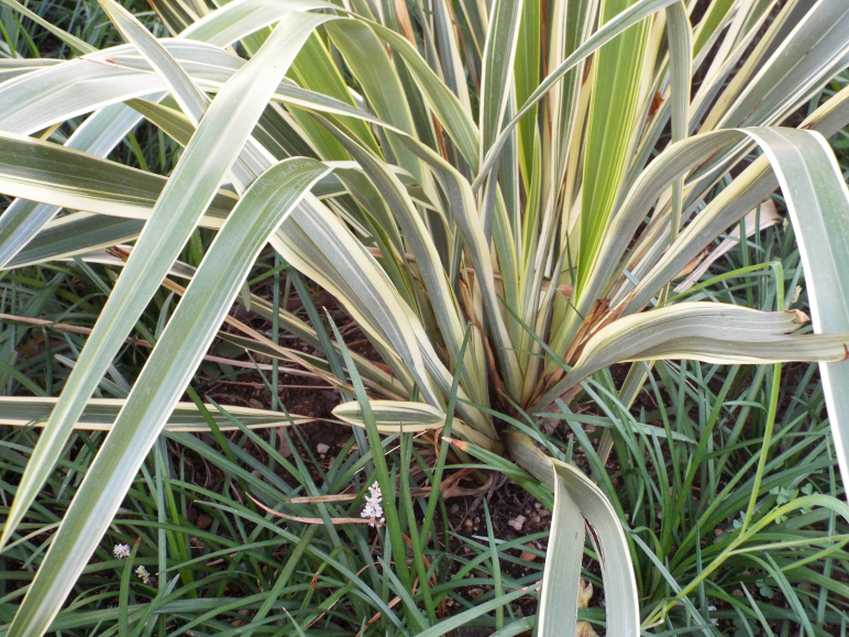 cv di Phormium cookianum (Asphodelaceae) [cfr.]