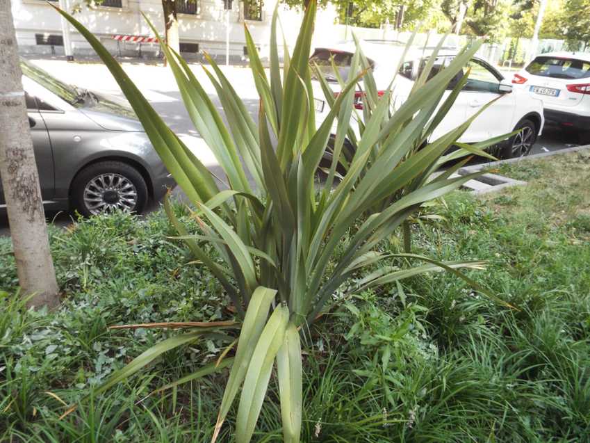 cv di Phormium cookianum (Asphodelaceae) [cfr.]