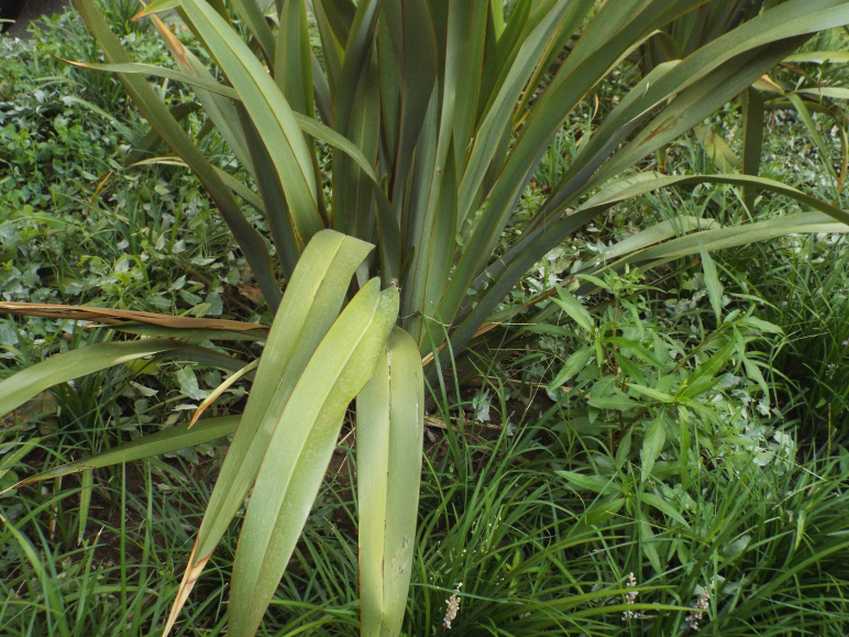 cv di Phormium cookianum (Asphodelaceae) [cfr.]