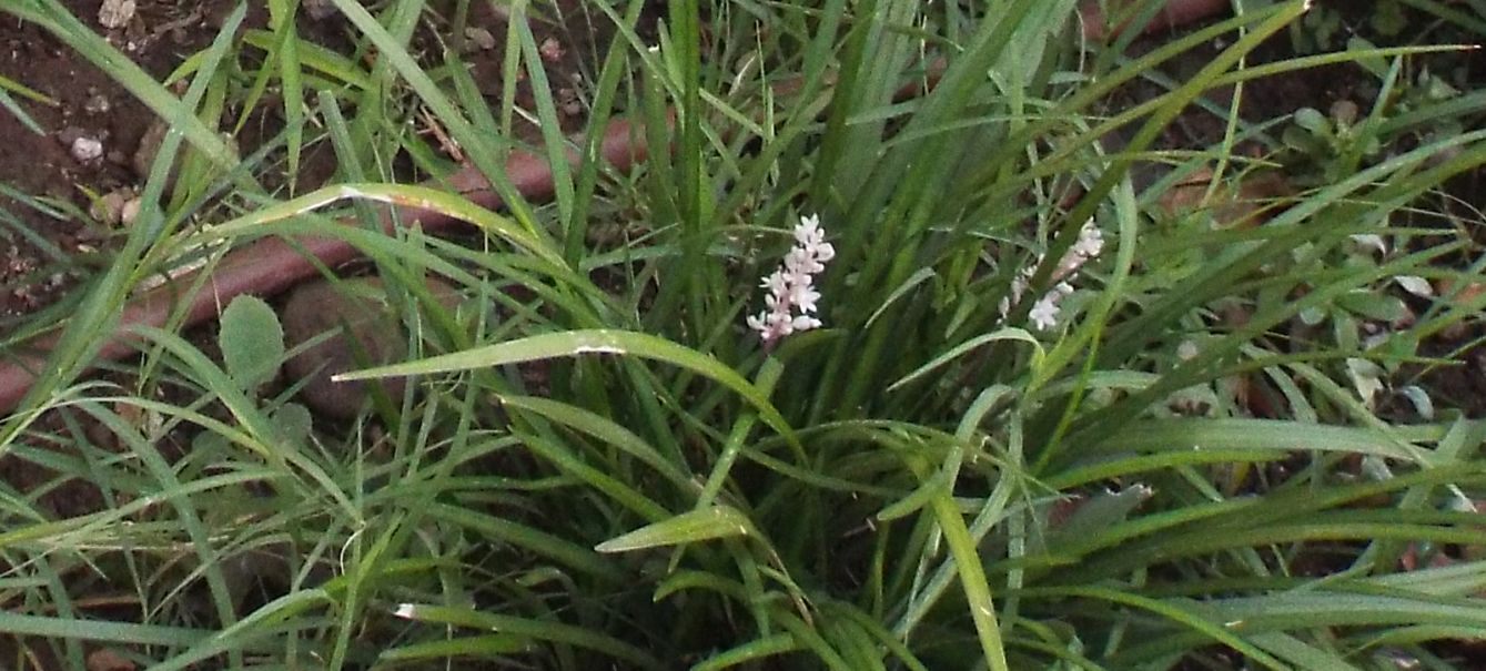 Liriope spicata (Asparagaceae)