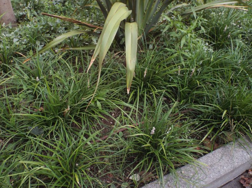 Liriope spicata (Asparagaceae)