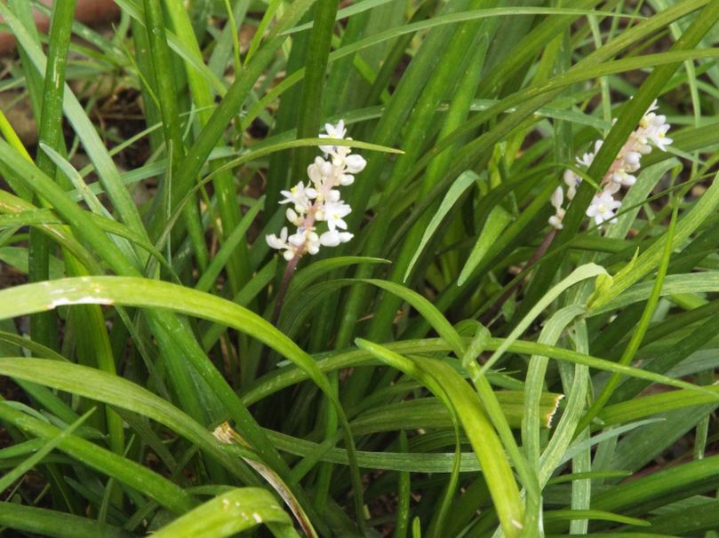 Liriope spicata (Asparagaceae)