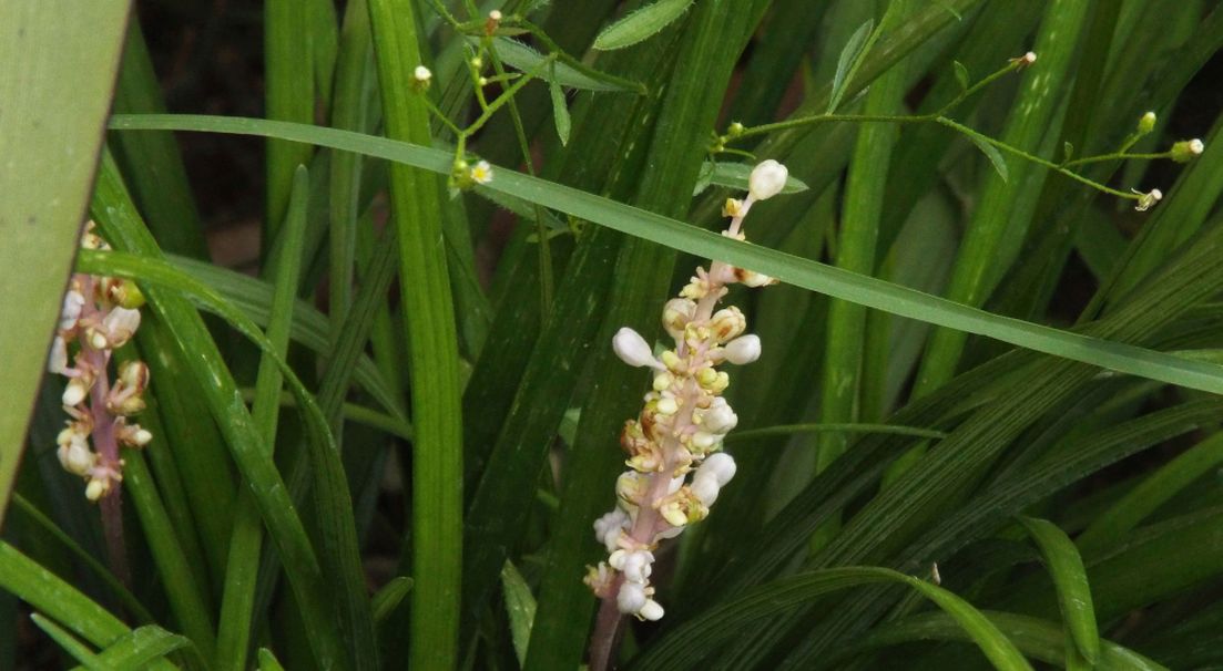 Liriope spicata (Asparagaceae)
