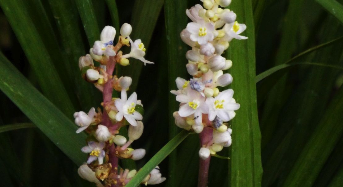 Liriope spicata (Asparagaceae)