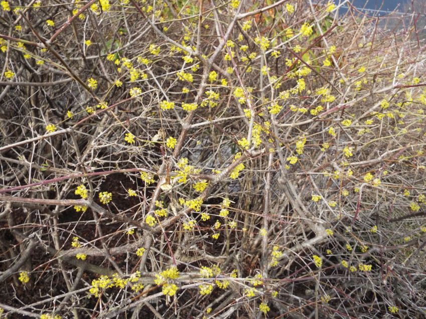 Cornus mas / Corniolo maschio (Cornaceae)