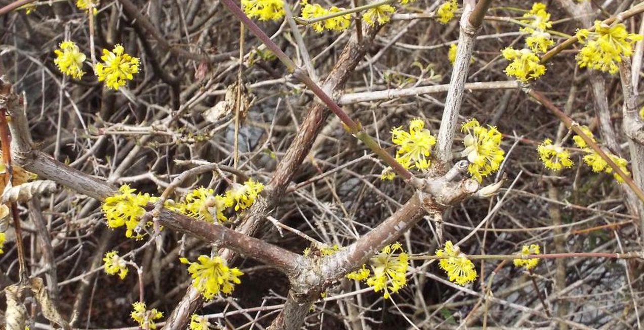 Cornus mas / Corniolo maschio (Cornaceae)