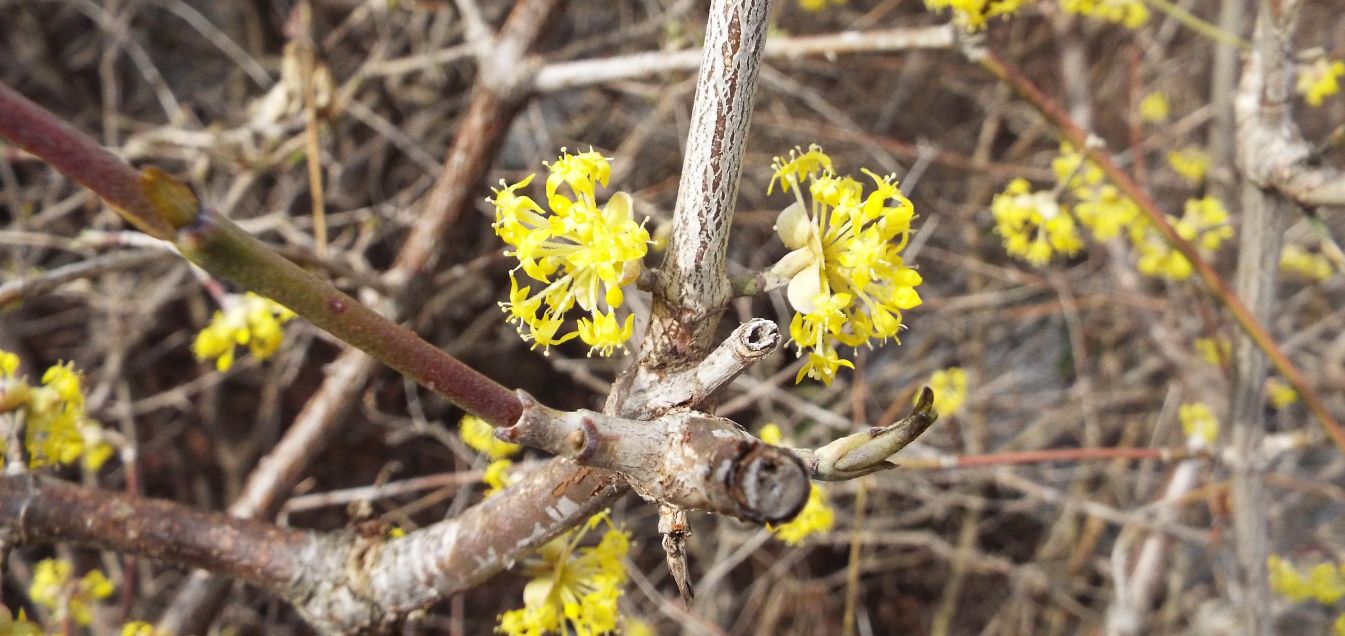 Cornus mas / Corniolo maschio (Cornaceae)