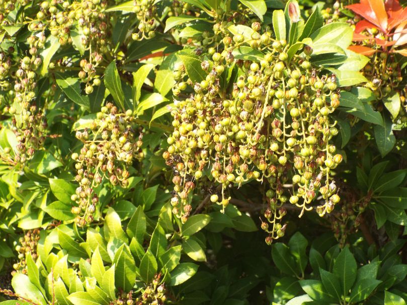 Pieris japonica (Ericaceaae)