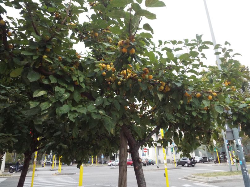 Malus x zumi ''Golden Hornet'' (ibrido naturale)