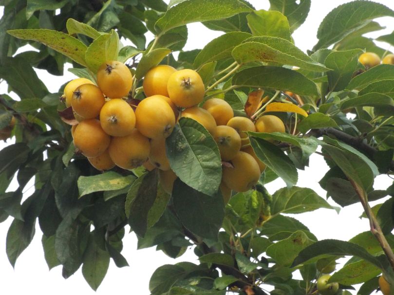 Malus x zumi ''Golden Hornet'' (ibrido naturale)