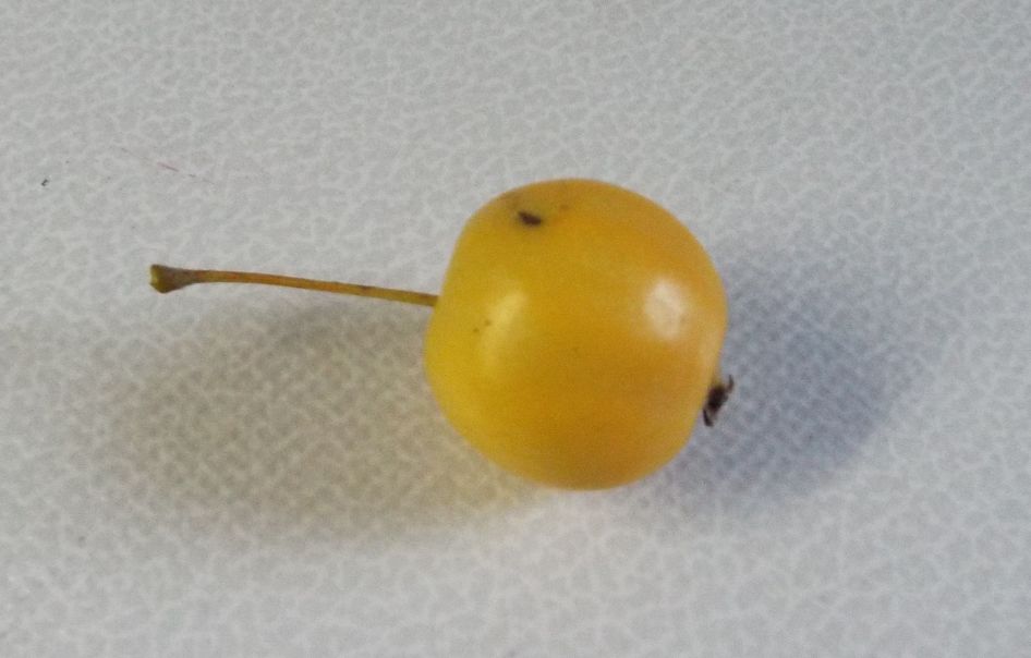 Malus x zumi ''Golden Hornet'' (ibrido naturale)