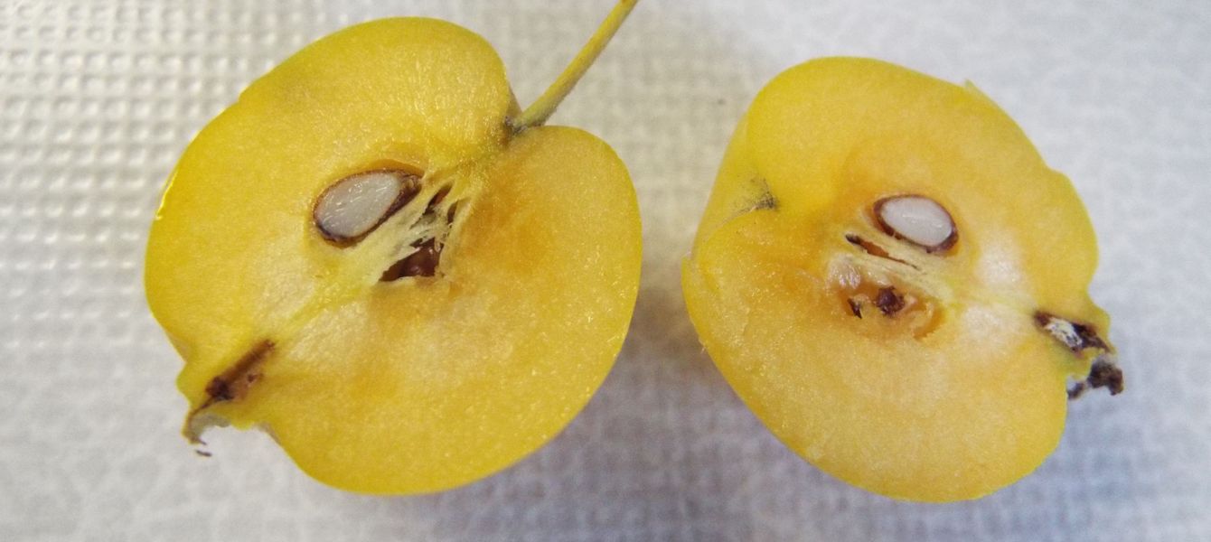 Malus x zumi ''Golden Hornet'' (ibrido naturale)