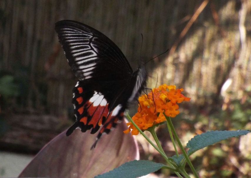 Farfalle dell''Oasi Sant''Alessio (PV)