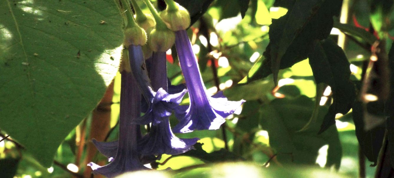 Iochroma grandiflorum (Solanaceae)