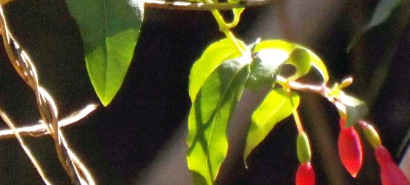 Fucsia cfr. magellanica, probabile ibrido cv  (Onagraceae)