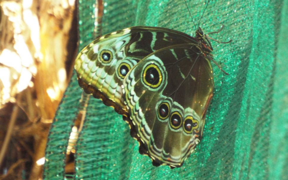 Farfalle dell''Oasi Sant''Alessio (PV)