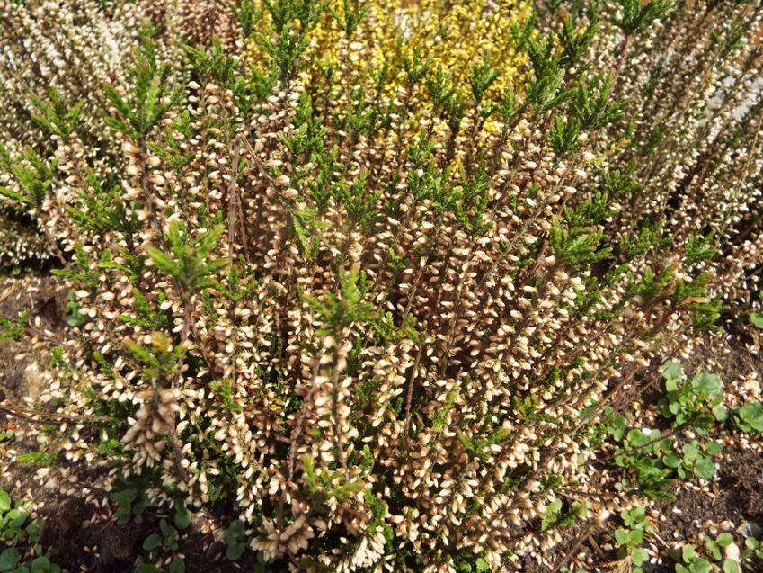 Calluna vulgaris cv. (Ericaceae)