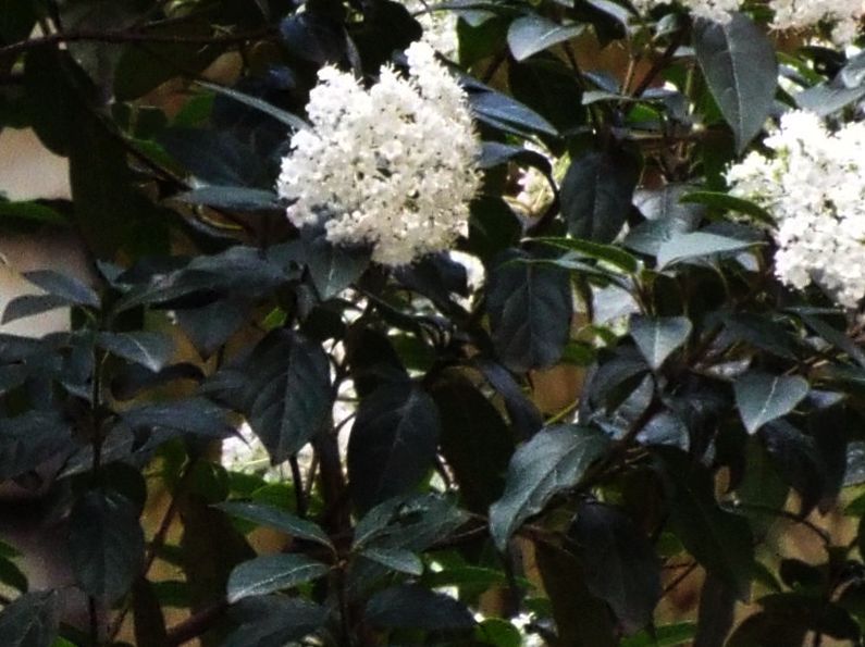 Viburnum tinus 