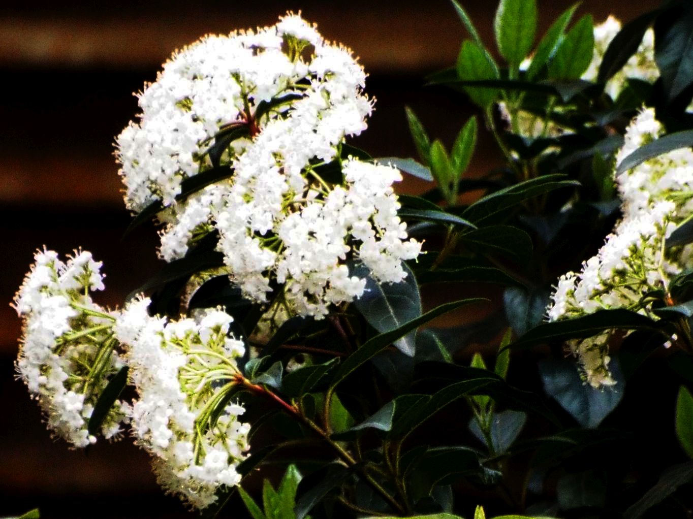 Viburnum tinus 