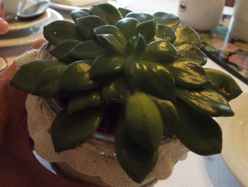 Crassulaceae: esemplare non identificabile con certezza