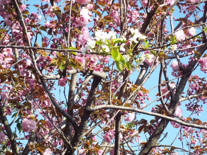 Tutti cv di Prunus serrulata ? Probabile...