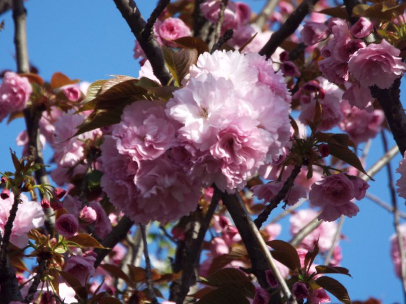 Tutti cv di Prunus serrulata ? Probabile...