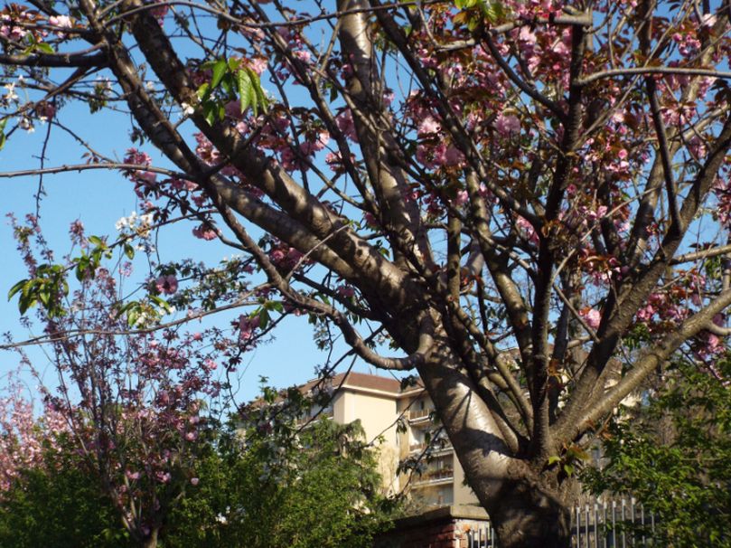 Tutti cv di Prunus serrulata ? Probabile...