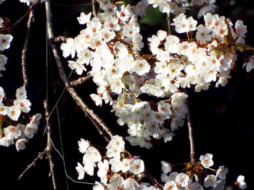 Tutti cv di Prunus serrulata ? Probabile...