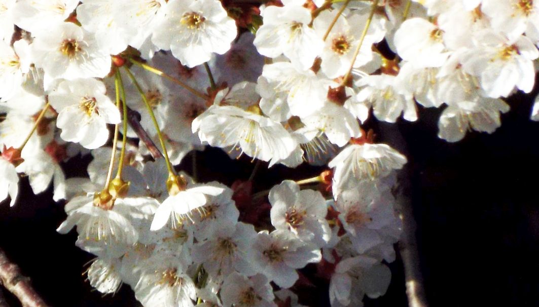 Tutti cv di Prunus serrulata ? Probabile...