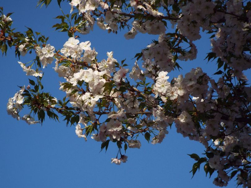 Tutti cv di Prunus serrulata ? Probabile...