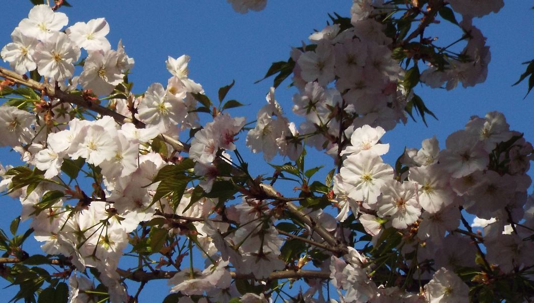 Tutti cv di Prunus serrulata ? Probabile...