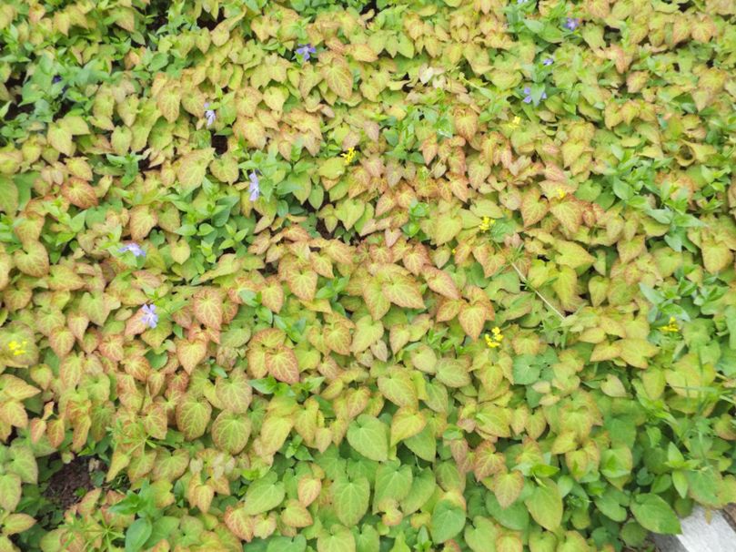 Epimedium perralderianum o suo ibrido cv (Berberidaceae)