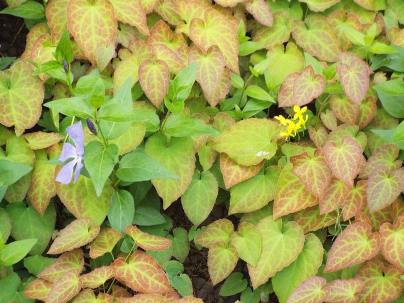 Epimedium perralderianum o suo ibrido cv (Berberidaceae)